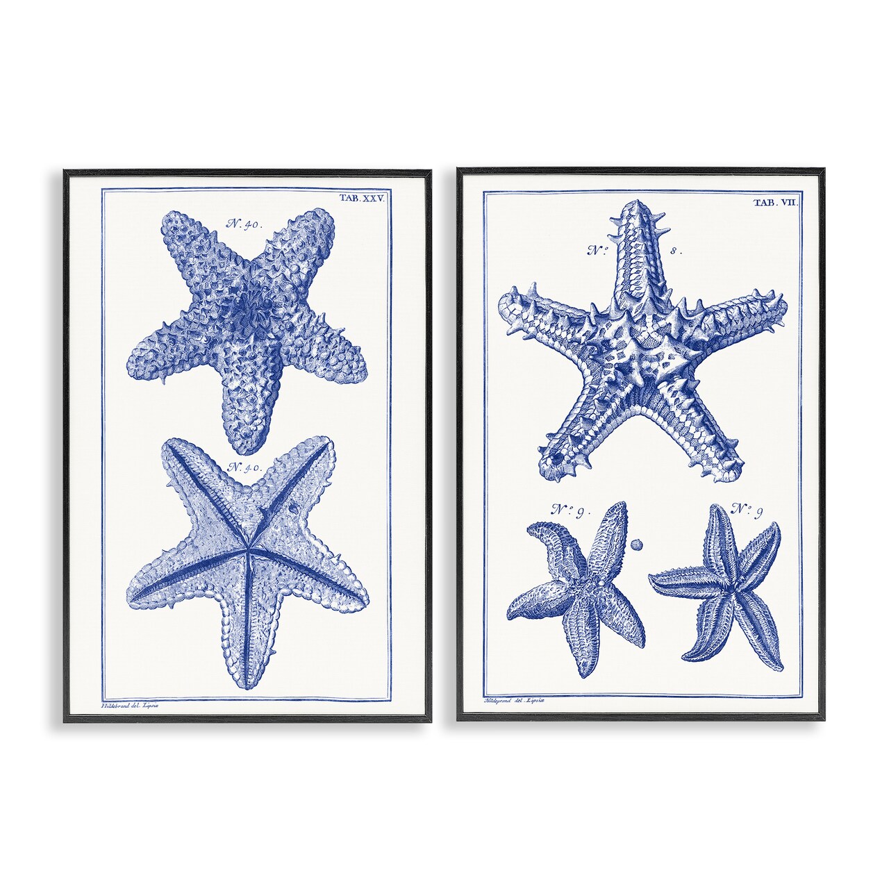 Stupell Industries Diagram of a Starfish 2 pc Framed Giclee Wall Art Set Design by Vision Studio